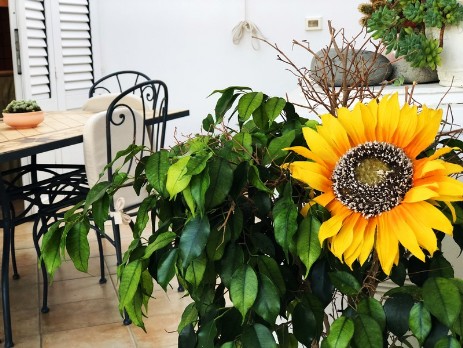 Casa Falcone Girasoli in terrazza