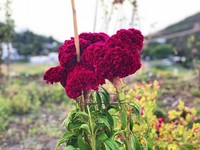 IMG_E8798.jpg